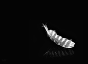 13th Oct 2015 - 2015-10-13 feather