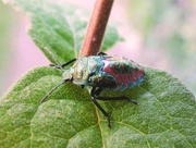 13th Oct 2015 - Bronze Shieldbug nymph (Troilus luridus)