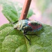 Bronze Shieldbug nymph (Troilus luridus) by julienne1