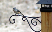 11th Oct 2015 - Wided Eyed Titmouse
