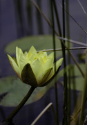 10th Oct 2015 - water lily