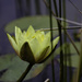 water lily by aecasey
