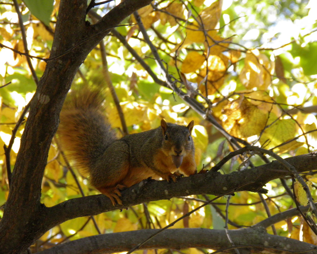 Autumn Squirrel by daisymiller