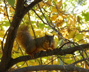 13th Oct 2015 - Autumn Squirrel