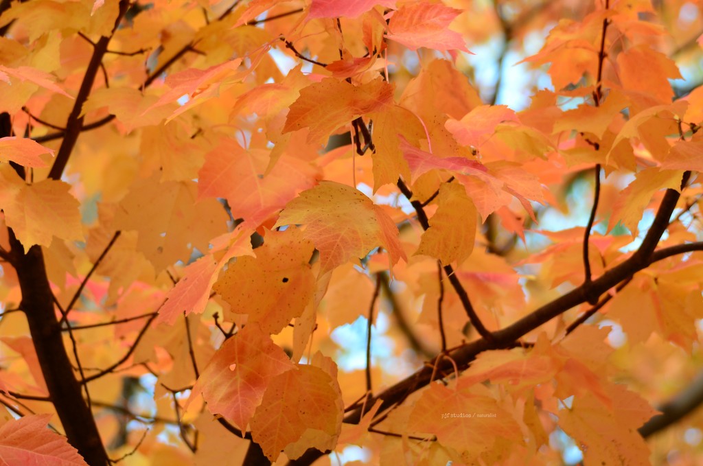 the sugar maples... by earthbeone