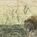 Panthera Leo by leonbuys83