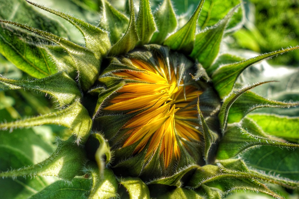 Sunflower. by cocobella