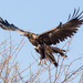 Eagle in flight by bella_ss