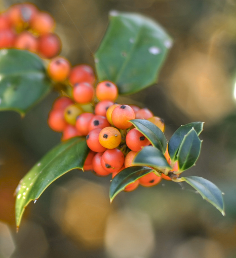 Early Holly berries  by loweygrace