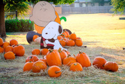 7th Oct 2015 - Charlie Brown