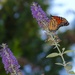 butterfly bush by scottmurr