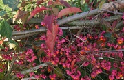 14th Oct 2015 - hurdle hedge with spindle berries