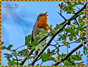 14th Oct 2015 - Just Another Robin