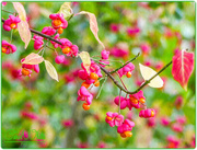 14th Oct 2015 - Spindle Berries