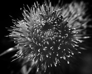 14th Oct 2015 - Spear thistle