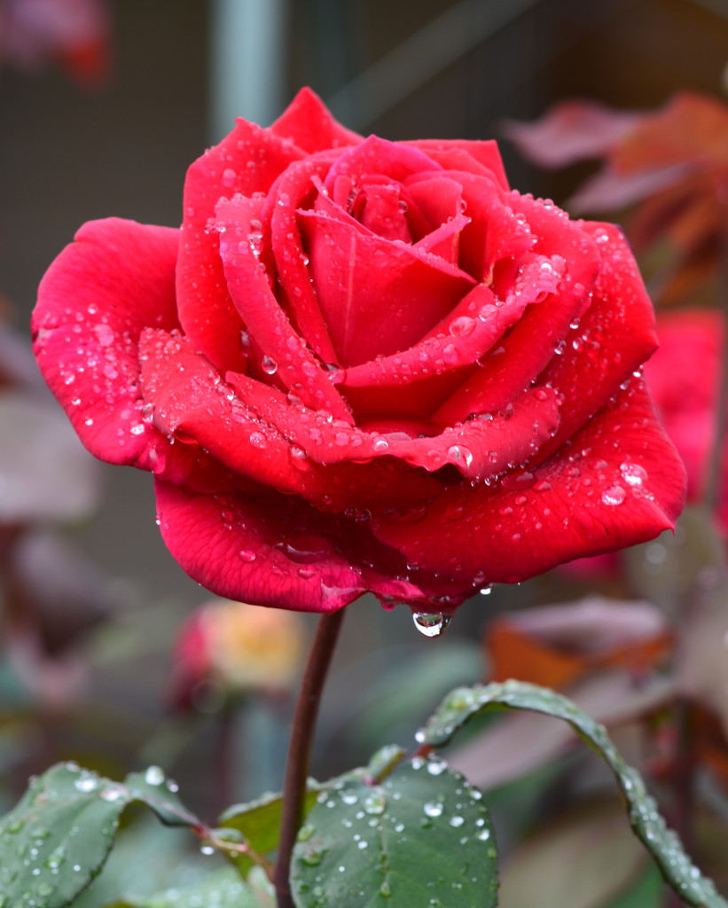 Not Quite Raindrops On Roses DSC_2985 by merrelyn