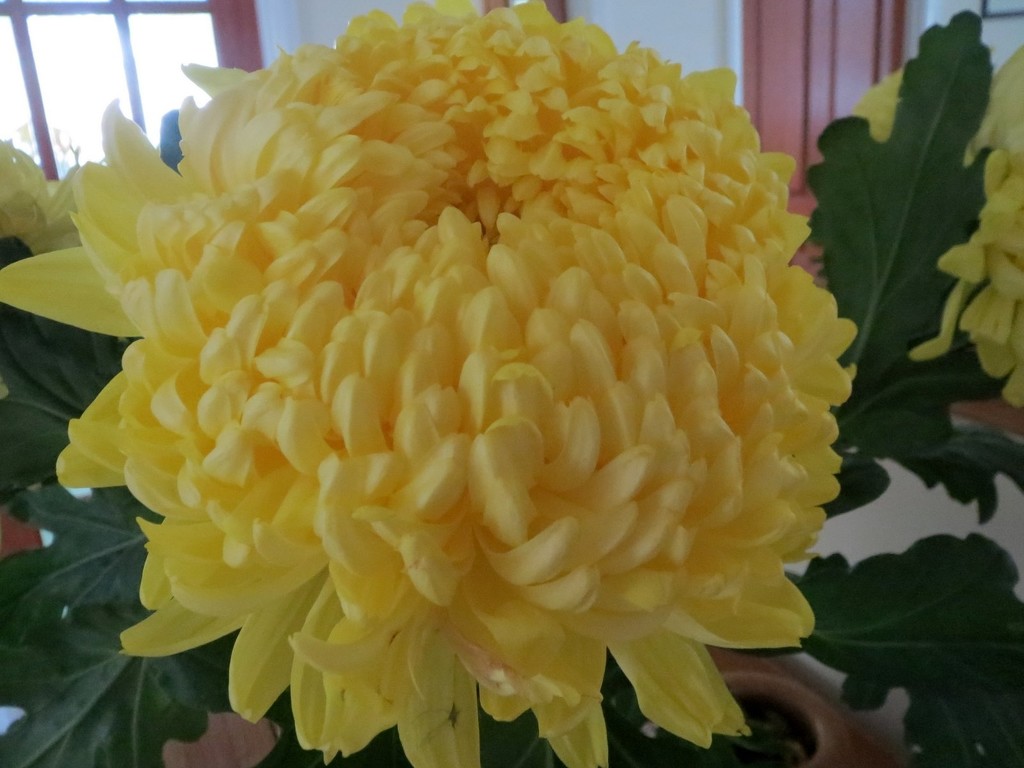 Yellow Chrysanthemum by foxes37