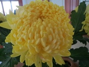 14th Oct 2015 - Yellow Chrysanthemum
