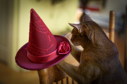 14th Oct 2015 - "I'll wear my rosy witch hat today."