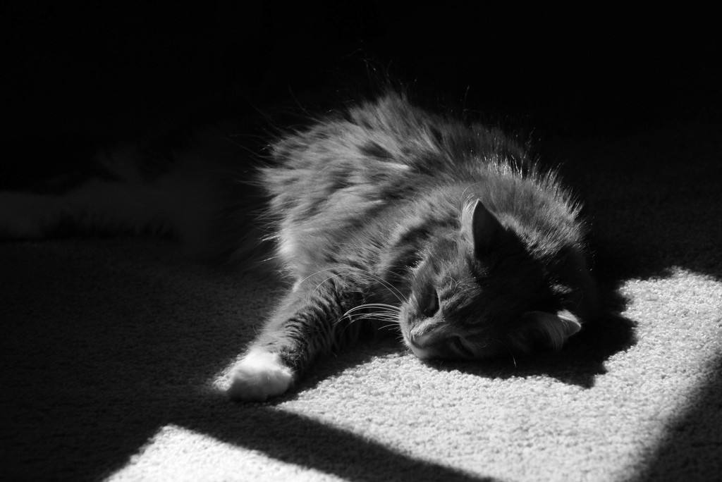 Naptime in the sun by mittens