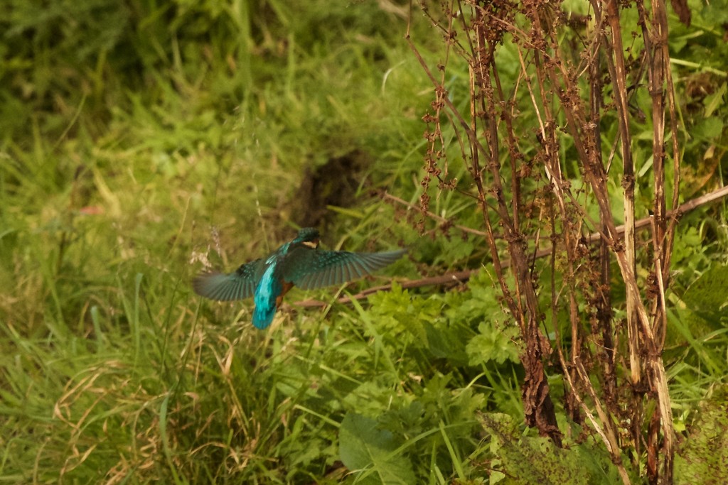 Kingfisher in flight (perhaps better on black) by padlock