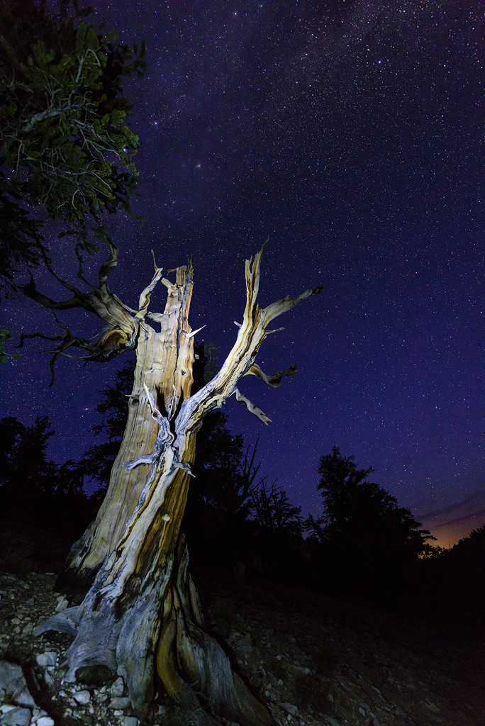 Bristlecone Pine Reaching for the Stars  by jgpittenger