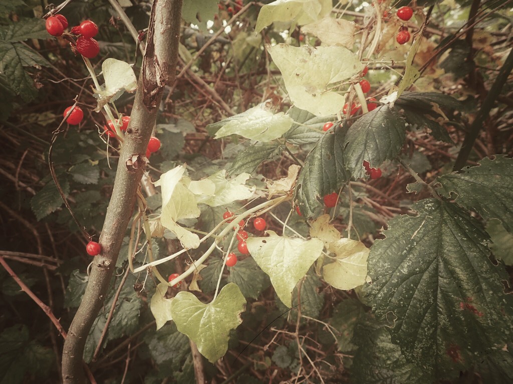 Berries and Leaves by mattjcuk