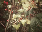 14th Oct 2015 - Berries and Leaves