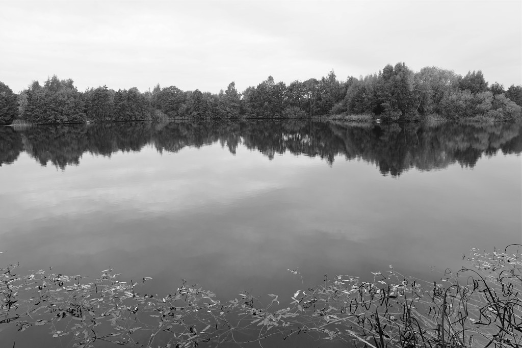 BLACK AND WHITE REFLECTIONS by markp