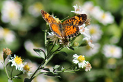 14th Oct 2015 - Fall flowers and butterflies