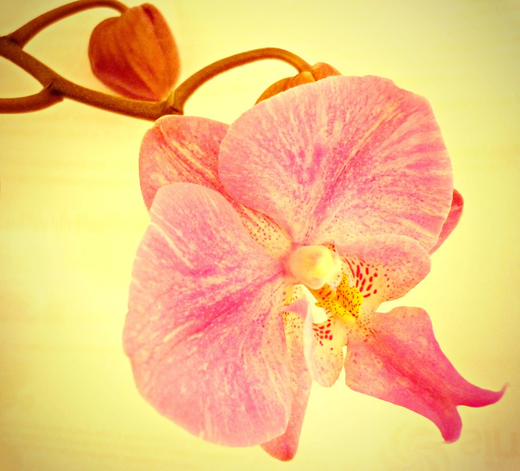 Another Orchid by countrylassie