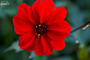 14th Oct 2015 - Red flower