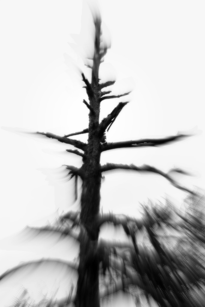 Evil trees and blurry days by susale