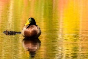 13th Oct 2015 - Sitting duck