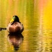 Sitting duck by novab