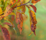 14th Oct 2015 - Colors of Autumn