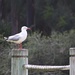 Sea gull by sugarmuser