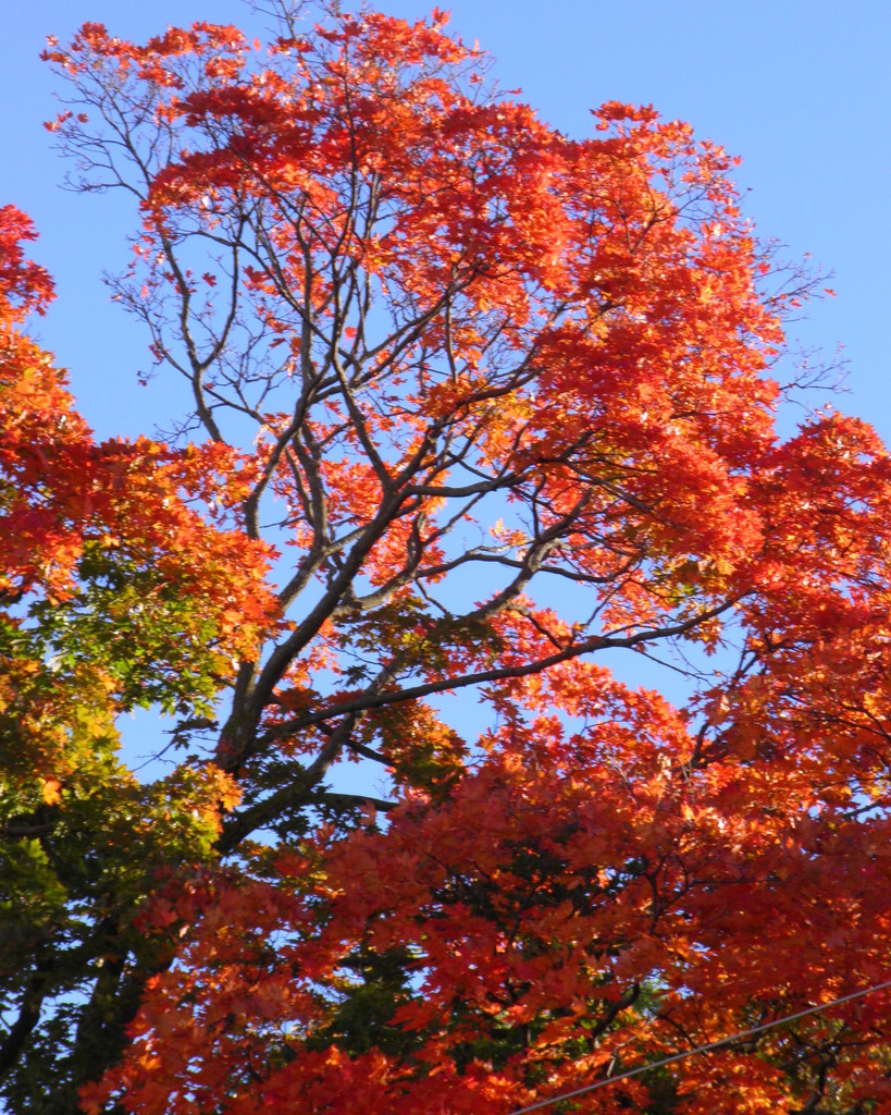Gorgeous Autumn by daisymiller