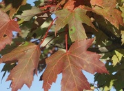 14th Oct 2015 - Maple leaves