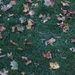 The Leaves are Falling by selkie