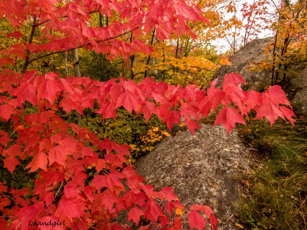Fall Colors   by radiogirl