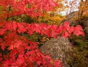 14th Oct 2015 - Fall Colors  