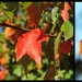 Three views of Autumn by homeschoolmom