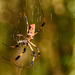 Spider and Web by rickster549