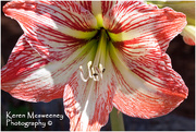 15th Oct 2015 - Hippeastrum Lily