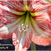 Hippeastrum Lily by kerenmcsweeney