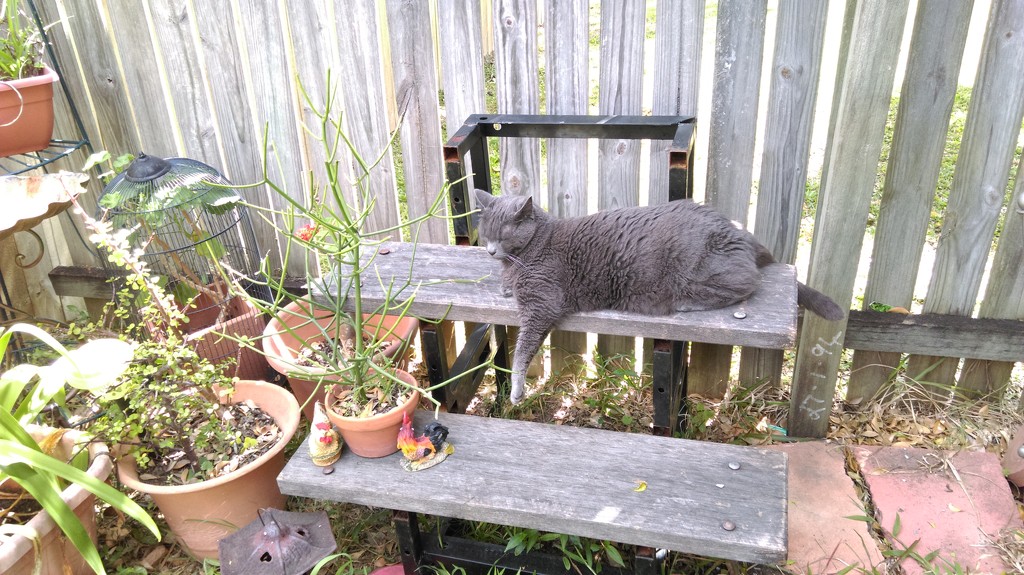 Jaws In His Domain - aka My Garden by mozette