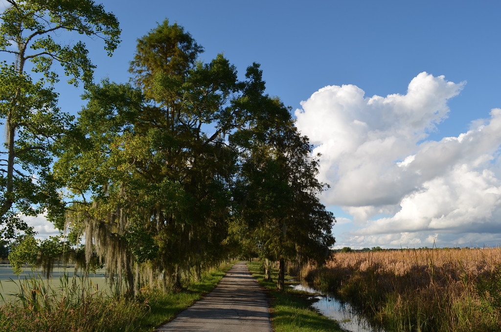 Sky, clouds, marsh and wetlands -- Magnolia Gardens, Charleston, SC by congaree