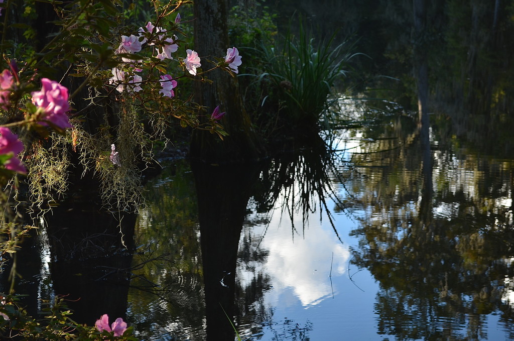 The world is as we see it -- Magnolia Gardens, Charleston, SC by congaree