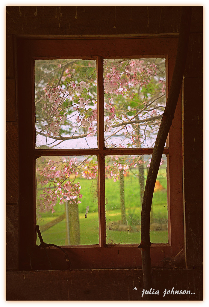 Cherry Tree through the window by julzmaioro
